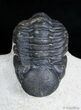 Moroccan Reedops Trilobite - Inches #2777-1